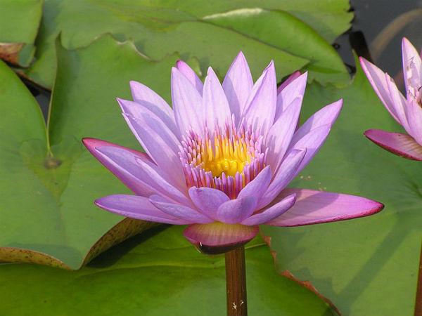 సరస్సు లో వికసించిన తామర పూవు 