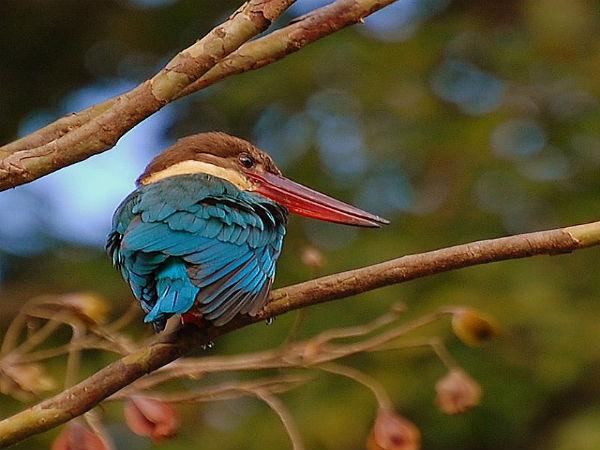 రంగుల పక్షి 