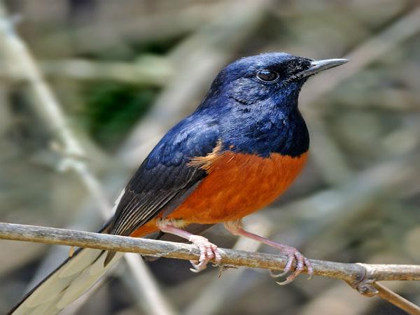 రంగుల అడవి పక్షి 