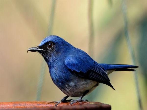 దండెలి లో రంగుల పక్షి 