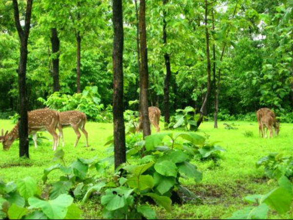 సఫారీ పార్క్ 