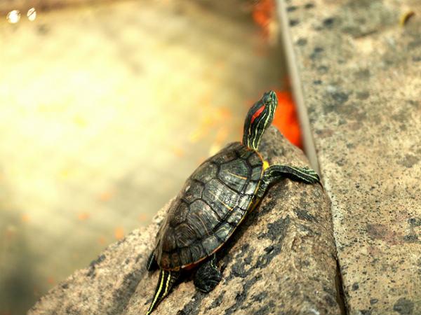 సుందర దృశ్యం 