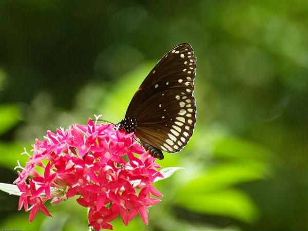 బతఫ్ ఫ్లై పార్క్ 