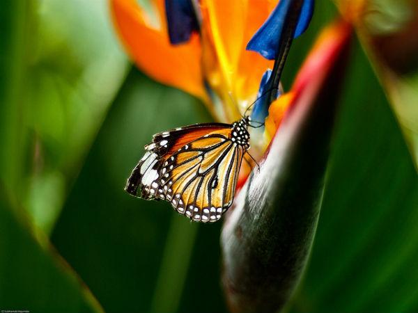 రంగు రంగుల ఆకర్షణలు 