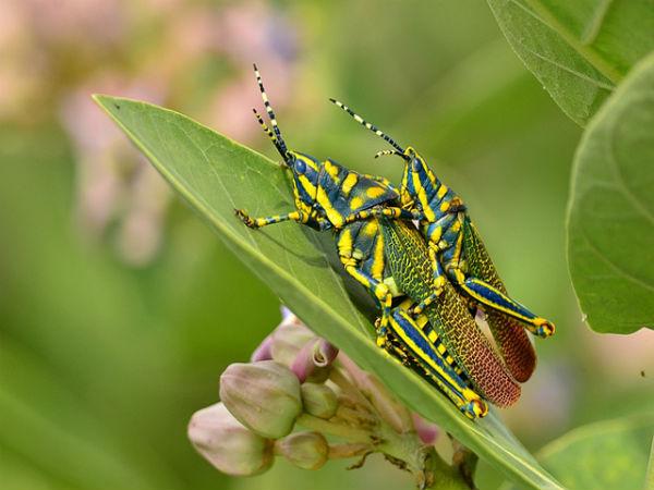 తుమ్మెదలు 