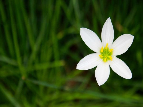 నేషనల్ పార్క్ 