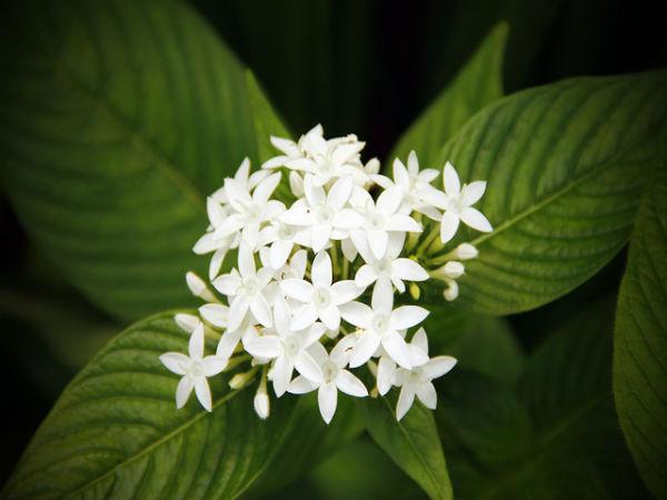 నేషనల్ పార్క్ 