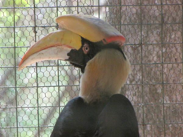 పక్షులు 