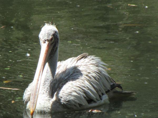సరస్సు లో బాతు 
