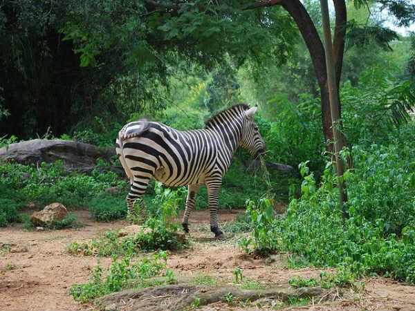 నేషనల్ పార్క్ 