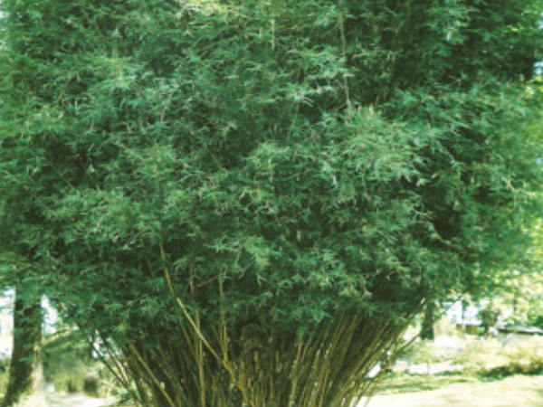 జవహర్లాల్ నెహ్రూ బొటానికల్ గార్డెన్ 