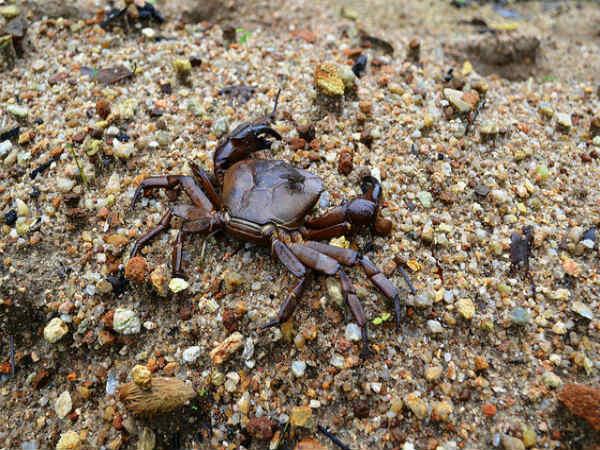 కుమార పర్వత 