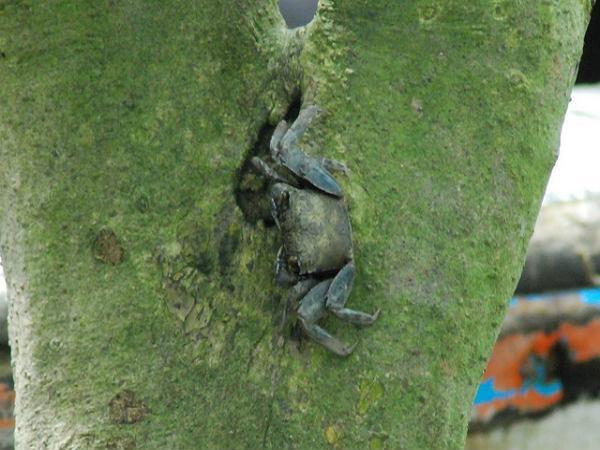 చిత్రాలలో సుందర్బన్స్ అరణ్య విహారం 