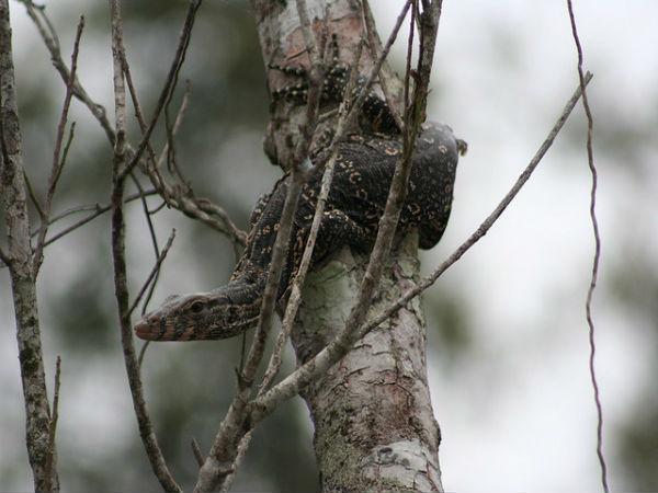 చిత్రాలలో సుందర్బన్స్ అరణ్య విహారం 
