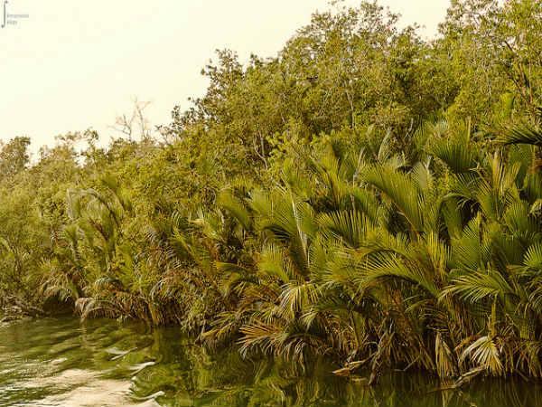 చిత్రాలలో సుందర్బన్స్ అరణ్య విహారం 