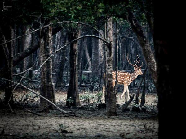 చిత్రాలలో సుందర్బన్స్ అరణ్య విహారం 