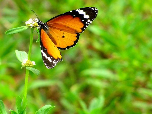 కుద్రేముఖ్ ...పచ్చటి ప్రదేశాల కను విందు !