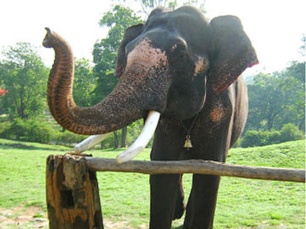 Mudumalai, Nature's Paradise 