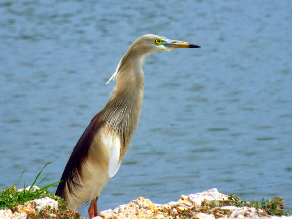 అమీన్ పూర్ సరస్సు