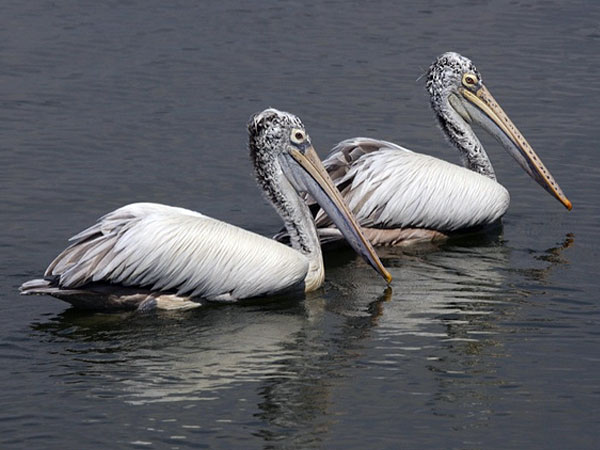 నెల పట్టు పక్షి అభయాశ్రమం 