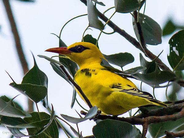  వేదాన్తగల్ బర్డ్ సాన్క్చురి 