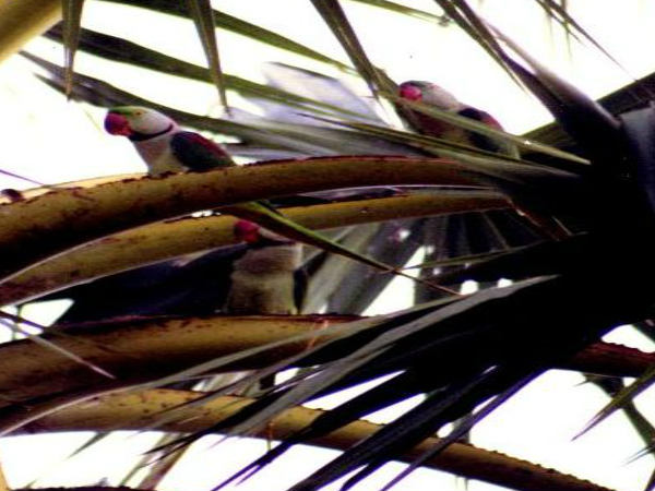 వన విజ్ఞాన కేంద్రం