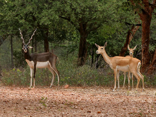 మహావీర్ హరిన వనస్థలి నేషనల్ పార్క్