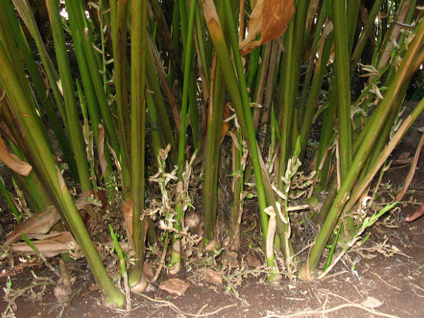 యాలకుల తోట