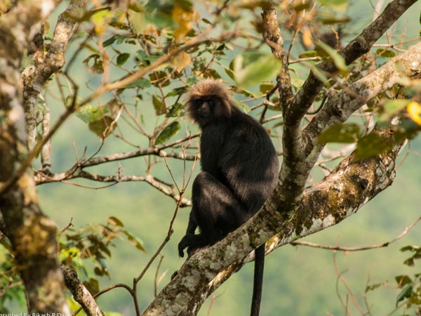 సినిమా షూటింగ్‌ ల చిరునామా.... పొల్లాచి!!