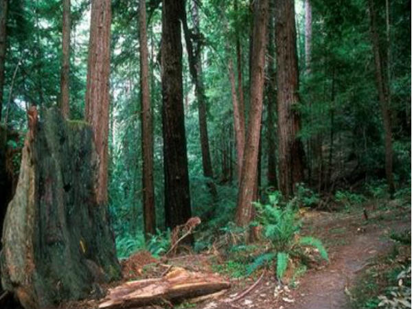 మల్లారం అడవి