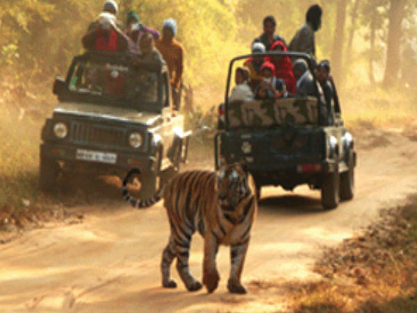 కవ్వాల్‌ అభయారణ్యం