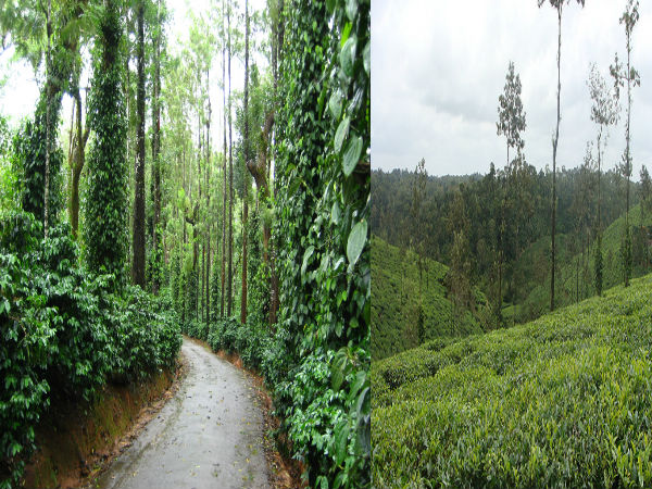  కాఫీ, నారింజ తోటలు