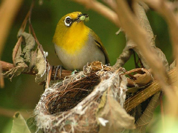 పశుపక్షాదులు