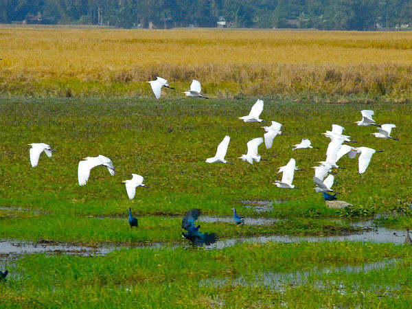 మజులి గురించి ఒక్క మాటలో ..