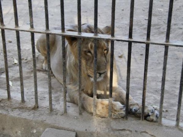 సక్కర్బుగ్ జూ