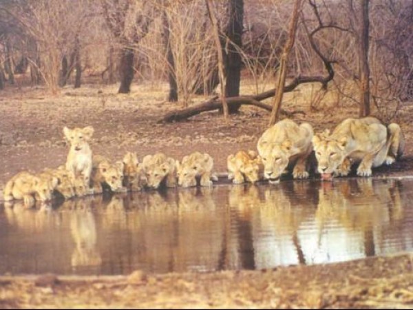 గిర్ నేషనల్ పార్క్