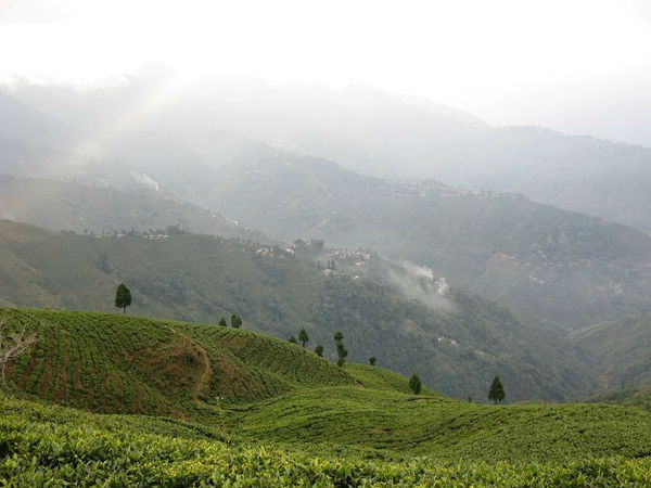 డార్జిలింగ్ 