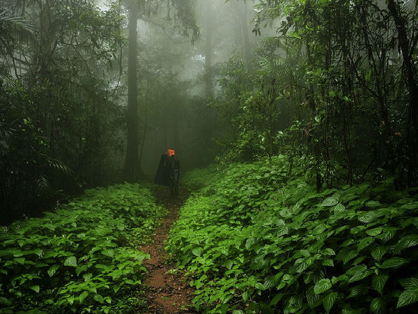 మెక్కల సంరక్షణా స్థలం 
