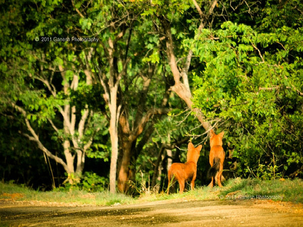 బిఆర్ టి వన్యప్రాణి సంరక్షణాలయం
