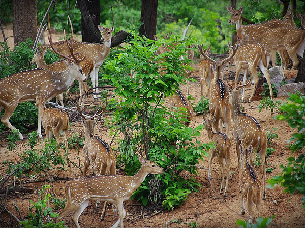 పిల్లలమర్రి