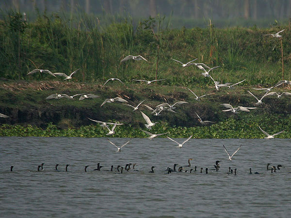 కొల్లేరు సరస్సు , పశ్చిమ గోదావరి