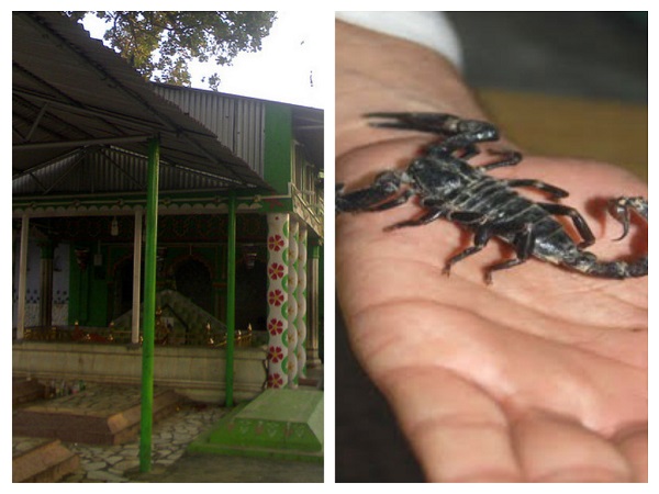 హాజరాత్ శర్‌ఫుద్దీన్ షా విలయత్, ఆమ్రోహా, ఉత్తరప్రదేశ్