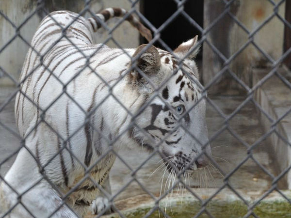 జూలాజికల్ గార్డెన్స్(కోల్ కతా) 