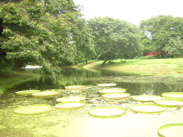 నేషనల్ బొటానికల్ గార్డెన్ (కోల్ కతా)