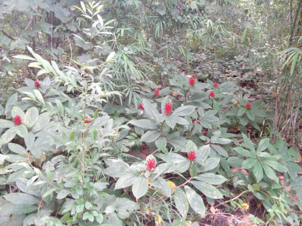 మరిన్ని ఆకర్షణీయమైన దృశ్యాలతో ...