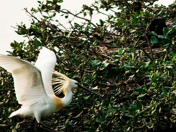 నేలపట్టు బర్డ్ సంక్చూరి