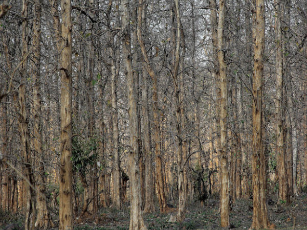 పన్నా నేషనల్ పార్క్