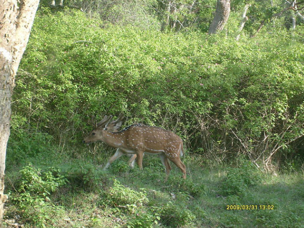 అభయారణ్యం