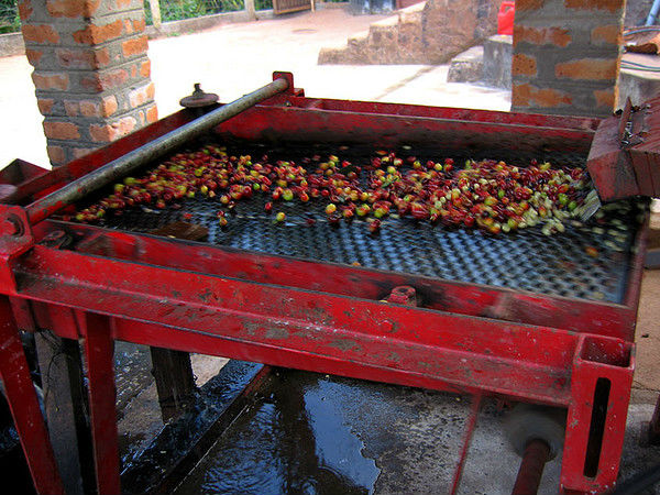 సెంట్రల్ కాఫీ రీసెర్చి ఇన్ స్టిట్యూషన్