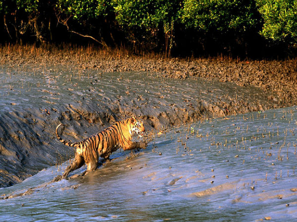 సుందర్బన్స్ , పశ్చిమ బెంగాల్